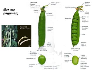 Махуна
(legumen)

 