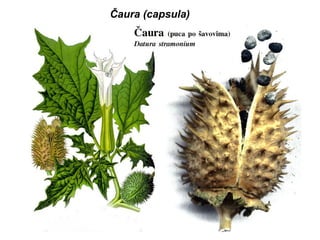 Čaura (capsula)

 