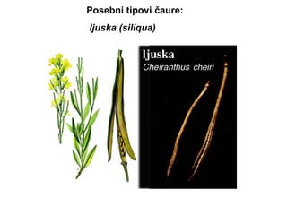 Posebni tipovi čaure:
ljuska (siliqua)

 