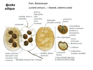 L
juska
siliqua

Fam. Brasicaceae
Lunaria annua L. – biserak, srebrno cveće

 