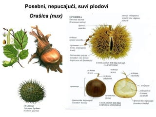 Posebni, nepucajući, suvi plodovi
Orašica (nux)

 