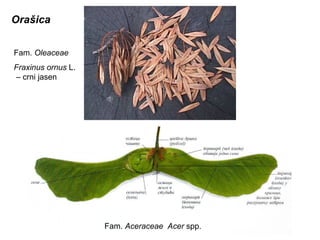 Orašica
Fam. Oleaceae
Fraxinus ornus L.
– crni jasen

Fam. Aceraceae Acer spp.

 