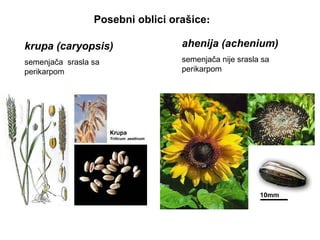 Posebni oblici orašice:
krupa (caryopsis)

ahenija (achenium)

semenjača srasla sa
perikarpom

semenjača nije srasla sa
perikarpom

 