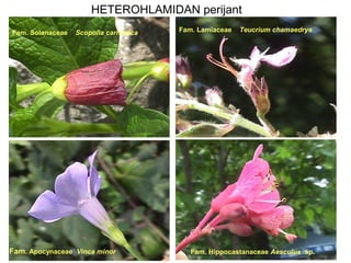 HETEROHLAMIDAN perijant
Fam. Solanaceae

Scopolia carniolica

Fam. Apocynaceae Vinca minor

Fam. Lamiaceae

Teucrium chamaedrys

Fam. Hippocastanaceae Aesculus sp.

 