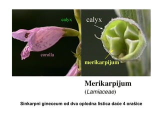 Sinkarpni gineceum od dva oplodna listica daće 4 orašice

 