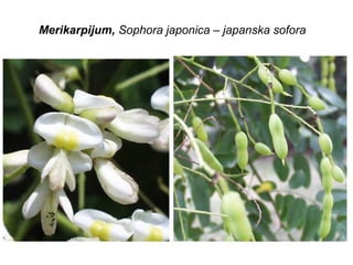 Merikarpijum, Sophora japonica – japanska sofora

 