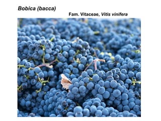 Bobica (bacca)
Fam. Vitaceae, Vitis vinifera

 