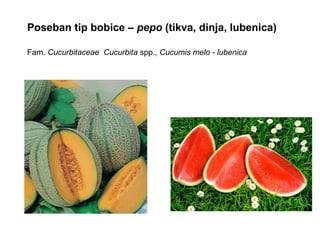 Poseban tip bobice – pepo (tikva, dinja, lubenica)
Fam. Cucurbitaceae Cucurbita spp., Cucumis melo - lubenica

 
