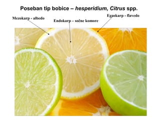 Poseban tip bobice – hesperidium, Citrus spp.
Mezokarp - albedo

Egzokarp - flavedo
Endokarp – sočne komore

 