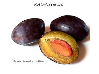Koštunica ( drupa)

Prunus domestica L. - šljiva

 