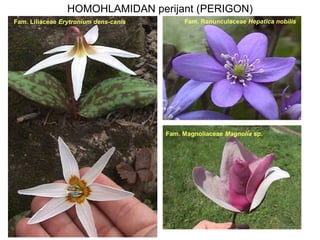 HOMOHLAMIDAN perijant (PERIGON)
Fam. Liliaceae Erytronium dens-canis

Fam. Ranunculaceae Hepatica nobilis
.

Fam. Magnoliaceae Magnolia sp.

 