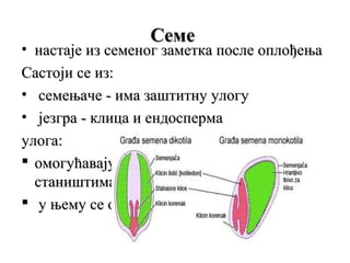 Семе

• настаје из семеног заметка после оплођења
Састоји се из:
• семењаче - има заштитну улогу
• језгра - клица и ендосперма
улога:
 омогућавају размнпожавање у сувим
стаништима
 у њему се одвија ембрионално развиће.

 