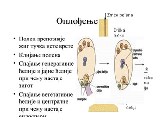 Оплођење
• Полен препознаје
жиг тучка исте врсте
• Клијање полена
• Спајање генеративне
ћелије и јајне ћелије
при чему настаје
зигот
• Спајање вегетативне
ћелије и централнe
при чему настаје

 