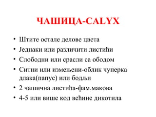 ЧАШИЦА-CALYX
•
•
•
•

Штите остале делове цвета
Једнаки или различити листићи
Слободни или срасли са ободом
Ситни или измењени-облик чуперка
длака(папус) или бодљи
• 2 чашична листића-фам.макова
• 4-5 или више код већине дикотила

 