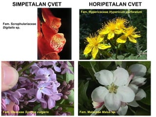 SIMPETALAN ÇVET

HORIPETALAN CVET
Fam. Hypericaceae Hypericum perforatum.

Fam. Scrophulariaceae
Digitalis sp.

Fam. Oleaceae Syringa vulgaris

Fam. Malaceae Malus sp.

 