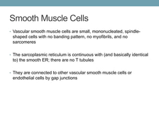 Smooth Muscle Cells 
• Vascular smooth muscle cells are small, mononucleated, spindle-shaped 
cells with no banding pattern, no myofibrils, and no 
sarcomeres 
• The sarcoplasmic reticulum is continuous with (and basically identical 
to) the smooth ER; there are no T tubules 
• They are connected to other vascular smooth muscle cells or 
endothelial cells by gap junctions 
 