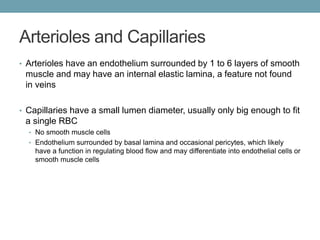Arterioles and Capillaries 
• Arterioles have an endothelium surrounded by 1 to 6 layers of smooth 
muscle and may have an internal elastic lamina, a feature not found 
in veins 
• Capillaries have a small lumen diameter, usually only big enough to fit 
a single RBC 
• No smooth muscle cells 
• Endothelium surrounded by basal lamina and occasional pericytes, which likely 
have a function in regulating blood flow and may differentiate into endothelial cells or 
smooth muscle cells 
 