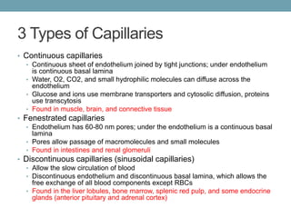 3 Types of Capillaries 
• Continuous capillaries 
• Continuous sheet of endothelium joined by tight junctions; under endothelium 
is continuous basal lamina 
• Water, O2, CO2, and small hydrophilic molecules can diffuse across the 
endothelium 
• Glucose and ions use membrane transporters and cytosolic diffusion, proteins 
use transcytosis 
• Found in muscle, brain, and connective tissue 
• Fenestrated capillaries 
• Endothelium has 60-80 nm pores; under the endothelium is a continuous basal 
lamina 
• Pores allow passage of macromolecules and small molecules 
• Found in intestines and renal glomeruli 
• Discontinuous capillaries (sinusoidal capillaries) 
• Allow the slow circulation of blood 
• Discontinuous endothelium and discontinuous basal lamina, which allows the 
free exchange of all blood components except RBCs 
• Found in the liver lobules, bone marrow, splenic red pulp, and some endocrine 
glands (anterior pituitary and adrenal cortex) 
 