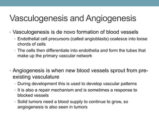 Vasculogenesis and Angiogenesis 
• Vasculogenesis is de novo formation of blood vessels 
• Endothelial cell precursors (called angioblasts) coalesce into loose 
chords of cells 
• The cells then differentiate into endothelia and form the tubes that 
make up the primary vascular network 
• Angiogenesis is when new blood vessels sprout from pre-existing 
vasculature 
• During development this is used to develop vascular patterns 
• It is also a repair mechanism and is sometimes a response to 
blocked vessels 
• Solid tumors need a blood supply to continue to grow, so 
angiogenesis is also seen in tumors 
 