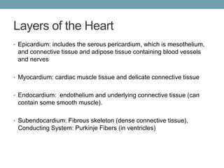 Layers of the Heart 
• Epicardium: includes the serous pericardium, which is mesothelium, 
and connective tissue and adipose tissue containing blood vessels 
and nerves 
• Myocardium: cardiac muscle tissue and delicate connective tissue 
• Endocardium: endothelium and underlying connective tissue (can 
contain some smooth muscle). 
• Subendocardium: Fibrous skeleton (dense connective tissue), 
Conducting System: Purkinje Fibers (in ventricles) 
 