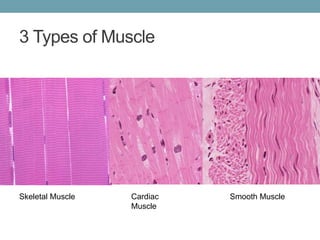 3 Types of Muscle 
Skeletal Muscle Cardiac 
Muscle 
Smooth Muscle 
 