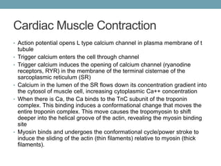 Cardiac Muscle Contraction 
• Action potential opens L type calcium channel in plasma membrane of t 
tubule 
• Trigger calcium enters the cell through channel 
• Trigger calcium induces the opening of calcium channel (ryanodine 
receptors, RYR) in the membrane of the terminal cisternae of the 
sarcoplasmic reticulum (SR) 
• Calcium in the lumen of the SR flows down its concentration gradient into 
the cytosol of muscle cell, increasing cytoplasmic Ca++ concentration 
• When there is Ca, the Ca binds to the TnC subunit of the troponin 
complex. This binding induces a conformational change that moves the 
entire troponin complex. This move causes the tropomyosin to shift 
deeper into the helical groove of the actin, revealing the myosin binding 
site 
• Myosin binds and undergoes the conformational cycle/power stroke to 
induce the sliding of the actin (thin filaments) relative to myosin (thick 
filaments). 
 