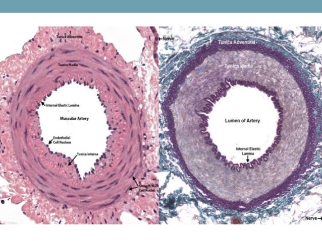 Cardiovascular Histology