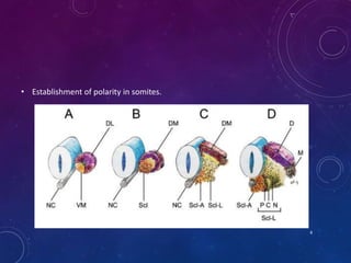 4
• Establishment of polarity in somites.
 