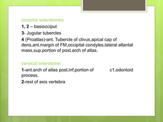 occipital sclerotomes
1, 2 – basiocciput
3- Jugular tubercles
4 (Proatlas)-ant. Tubercle of clivus,apical cap of
dens,ant.margin of FM,occipital condyles,lateral atlantal
mass,sup.portion of post.arch of atlas.
cervical sclerotome.
1-ant.arch of atlas post.inf,portion of c1,odontoid
process.
2-rest of axis vertebra
 