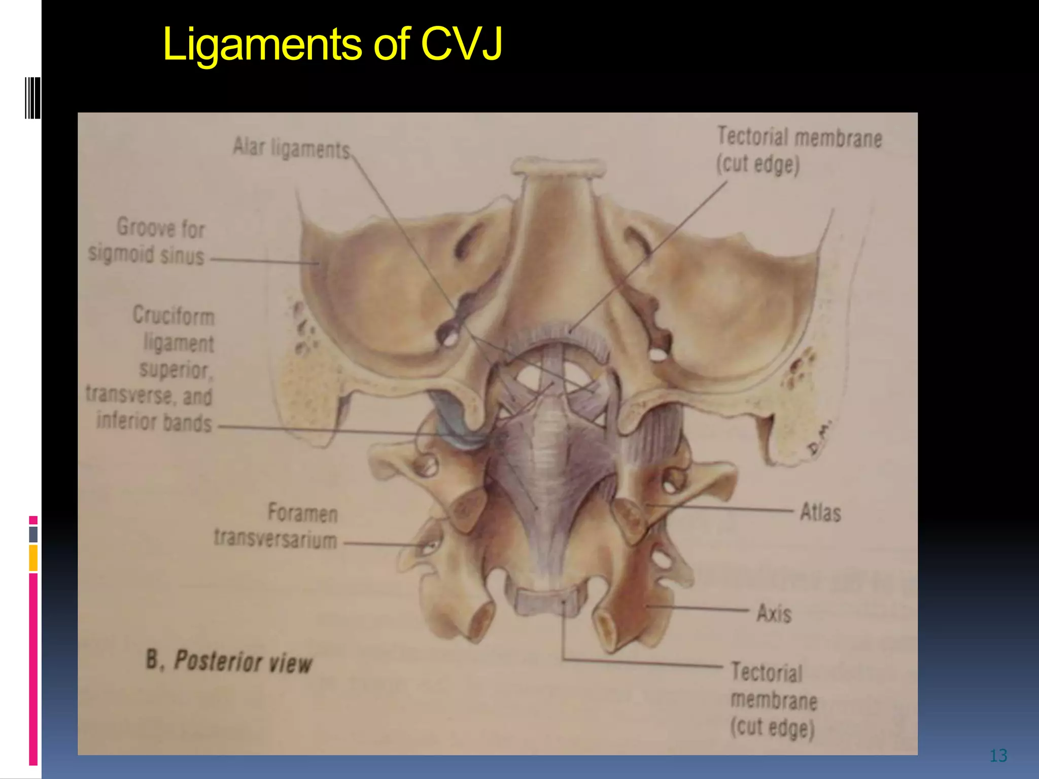 imaging of the craniovertebral junction | PPTX