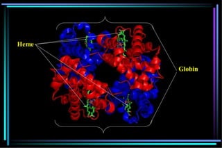 Heme
Globin
 