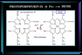 PROTOPORPHYRIN IX Fe2+ HEME
 
