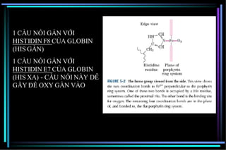 1 CẦU NỐI GẮN VỚI
HISTIDIN F8 CỦA GLOBIN
(HIS GẦN)
1 CẦU NỐI GẮN VỚI
HISTIDIN E7 CỦA GLOBIN
(HIS XA) - CẦU NỐI NÀY DỄ
GÃY ĐỂ OXY GẰN VÀO
 
