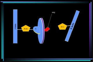 FeHis gần
oxy
His xa
 