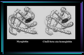 Myoglobin Chuỗi beta của hemoglobin
 