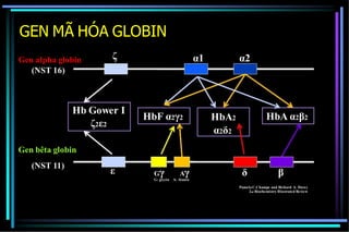 GEN MÃ HÓA GLOBIN
Gen alpha globin
(NST 16)
δ α1 α2
ε δ β
Gen bêta globin
(NST 11)
Hb Gower I
δ2ε2
HbF α2γ2 HbA2
α2δ2
HbA α2β2
GγG: glycin
AγA: Alanin
Pamela C.Champe and Richard A. Havey
2nd Biochemistry Illustrated Review
 
