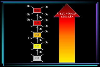 ÁI LỰC VỚI OXY
TĂNG LÊN
Hb
O2
Hb
O2
Hb
O2
Hb
O2
Hb
O2O2
O2
O2
O2
O2
O2
O2
O2
O2
 