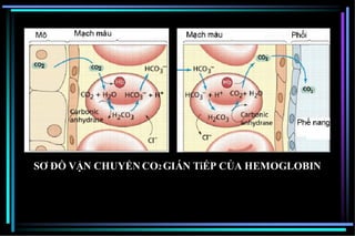 SƠ ĐỒ VẬN CHUYỂN CO2 GIÁN TiẾP CỦA HEMOGLOBIN
 