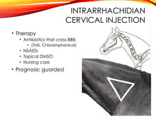 INTRARRHACHIDIAN
CERVICAL INJECTION
• Therapy
• Antibiotics that cross BBB:
• (TMS, Chloramphenicol)
• NSAIDs
• Topical DMSO
• Nursing care
• Prognosis: guarded
 