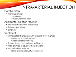INTRA-ARTERIAL INJECTION
• Carotid artery
• more superficial
• near head
• caudal 2/3 of the neck
• Accidental injection results in
• Recumbence within 30 seconds
• Seizures, paddling
• Blindness
• Treatment
• Immediately tranquilize with xylaxine (0.44 mg/kg)
• Phenobarbitol (5-12mg/kg IV)
• Choal Hydrate (to effect)
• Supportive care – minimize self trauma
• Most animals recover without deficits
• Morbidity due to injury
• falling or synovial structure laceration
 