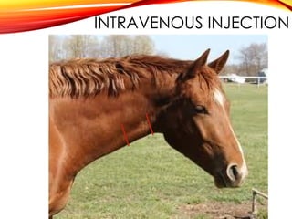 INTRAVENOUS INJECTION
 