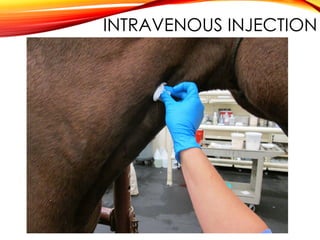 INTRAVENOUS INJECTION
 