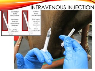 INTRAVENOUS INJECTION
 