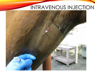 INTRAVENOUS INJECTION
 