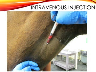 INTRAVENOUS INJECTION
 