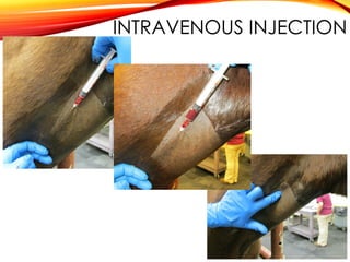 INTRAVENOUS INJECTION
 