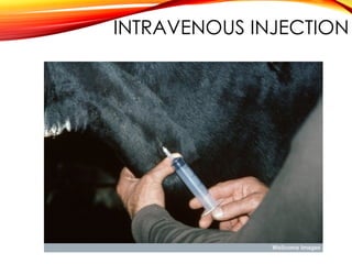 INTRAVENOUS INJECTION
 