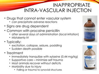 INAPPROPRIATE
INTRA-VASCULAR INJECTION
• Drugs that cannot enter vascular system
• can precipitate adverse reactions
• Signs are drug dependent
• Common with procaine penicillin
• after several days of administration (local irritation)
• Mistakenly IV
• Typically:
• excitation, collapse, seizure, paddling
• Sudden death possible
• Treatment
• Immediately tranquilize with xylaxine (0.44 mg/kg)
• Supportive care – minimize self trauma
• Most animals recover without deficits
• Morbidity due to injury
• Falling or trauma to synovial structures
 