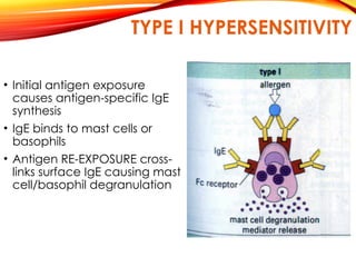 TYPE I HYPERSENSITIVITY
• Initial antigen exposure
causes antigen-specific IgE
synthesis
• IgE binds to mast cells or
basophils
• Antigen RE-EXPOSURE cross-
links surface IgE causing mast
cell/basophil degranulation
 