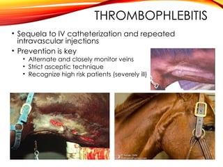 THROMBOPHLEBITIS
• Sequela to IV catheterization and repeated
intravascular injections
• Prevention is key
• Alternate and closely monitor veins
• Strict asceptic technique
• Recognize high risk patients (severely ill)
 